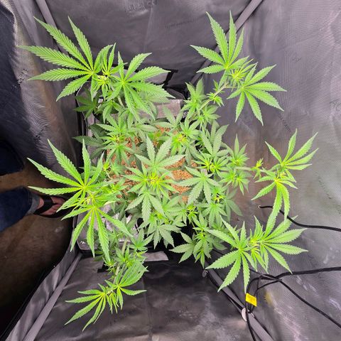 Cob's Copper Candy growlog timeline photo