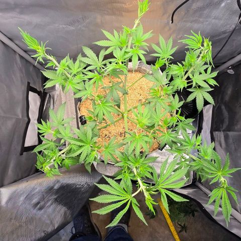 Cob's Copper Candy growlog timeline photo