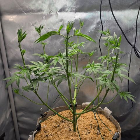 Cob's Copper Candy growlog timeline photo