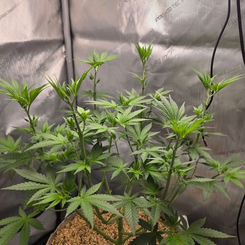 Cob's Copper Candy growlog timeline photo