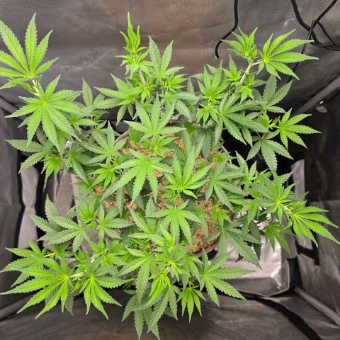 Cob's Copper Candy growlog timeline photo