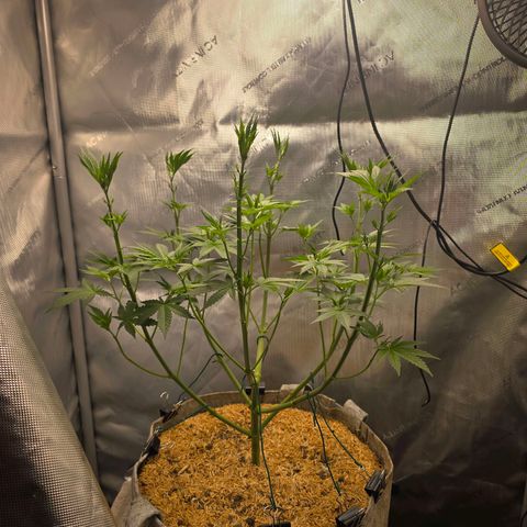 Cob's Copper Candy growlog timeline photo