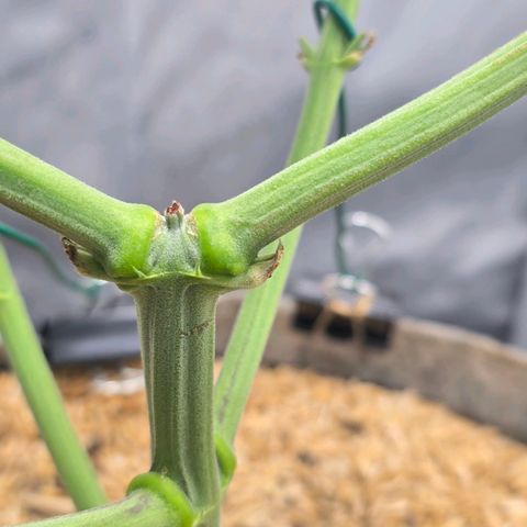Cob's Copper Candy growlog timeline photo