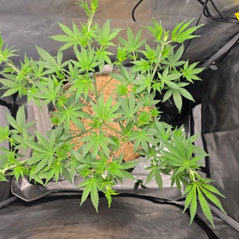 Cob's Copper Candy growlog timeline photo