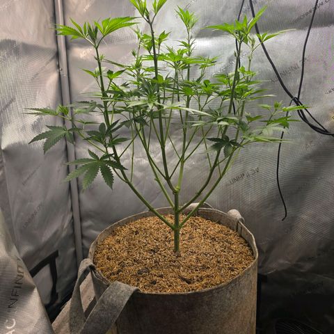 Cob's Copper Candy growlog timeline photo