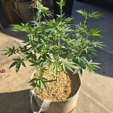 Cob's Copper Candy growlog timeline photo