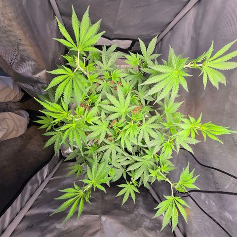 Cob's Copper Candy growlog timeline photo