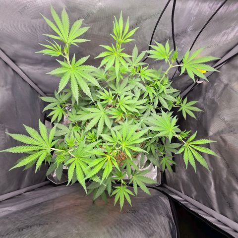 Cob's Copper Candy growlog timeline photo