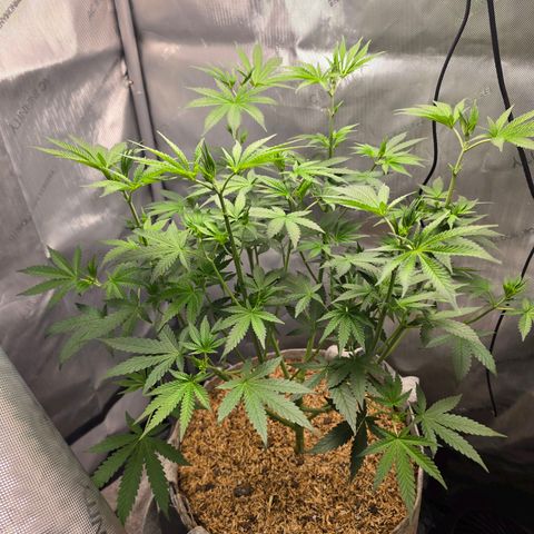 Cob's Copper Candy growlog timeline photo