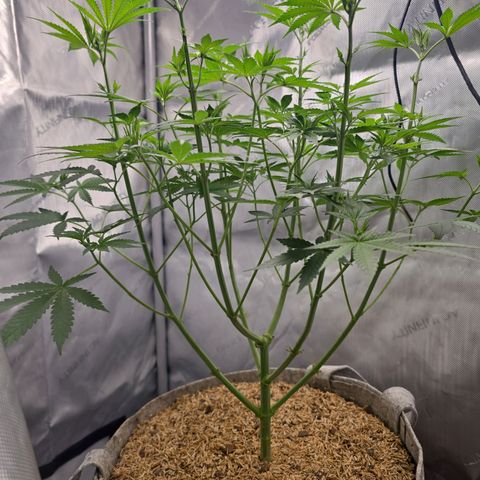 Cob's Copper Candy growlog timeline photo