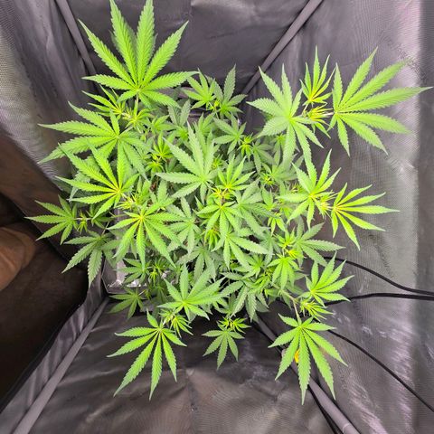 Cob's Copper Candy growlog timeline photo