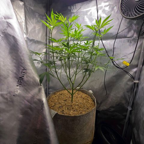 Cob's Copper Candy growlog timeline photo