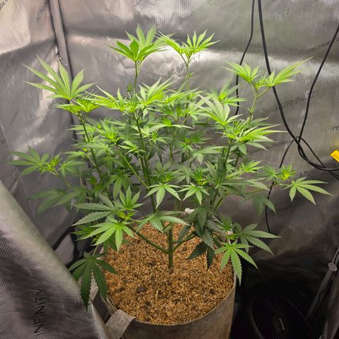 Cob's Copper Candy growlog timeline photo
