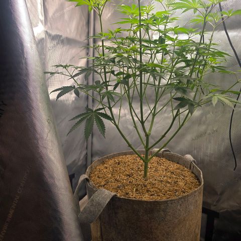 Cob's Copper Candy growlog timeline photo