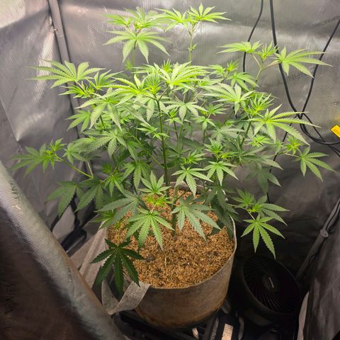 Cob's Copper Candy growlog timeline photo