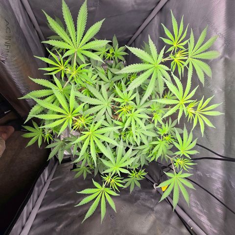 Cob's Copper Candy growlog timeline photo