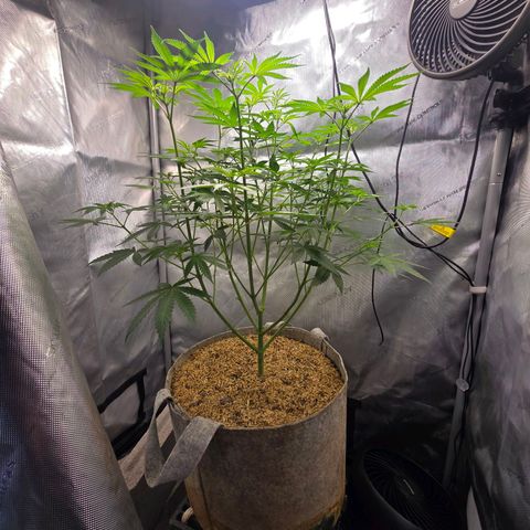 Cob's Copper Candy growlog timeline photo