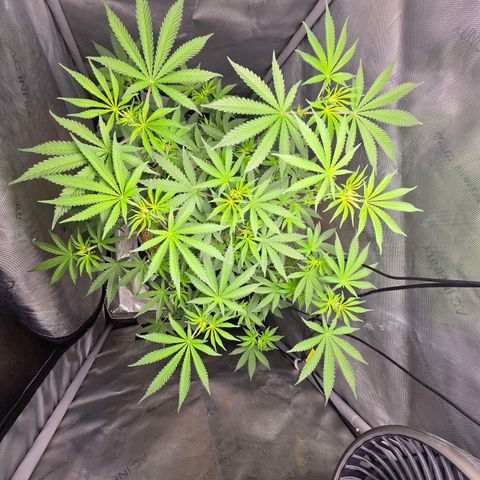 Cob's Copper Candy growlog timeline photo