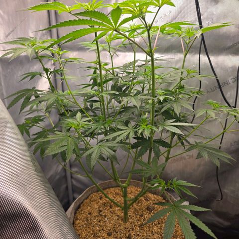 Cob's Copper Candy growlog timeline photo