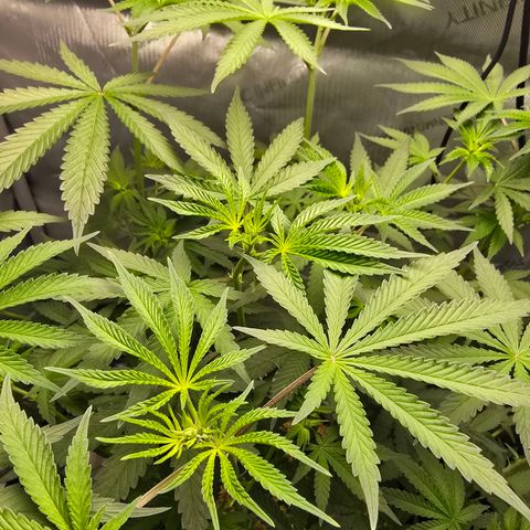 Cob's Copper Candy growlog timeline photo
