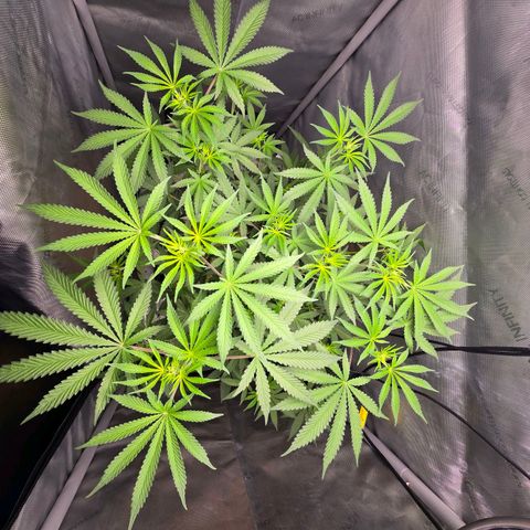 Cob's Copper Candy growlog timeline photo