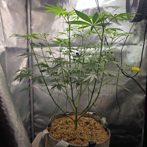 Cob's Copper Candy growlog timeline photo