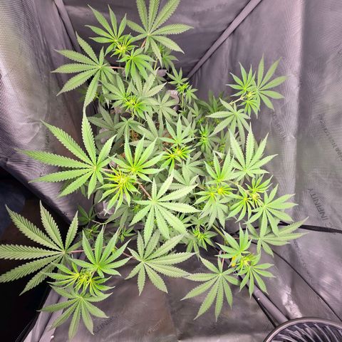 Cob's Copper Candy growlog timeline photo