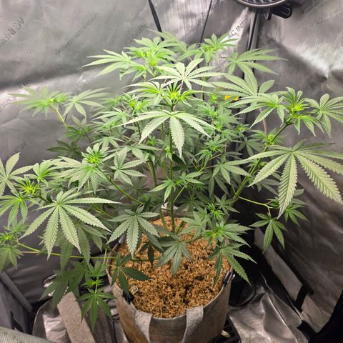 Cob's Copper Candy growlog timeline photo