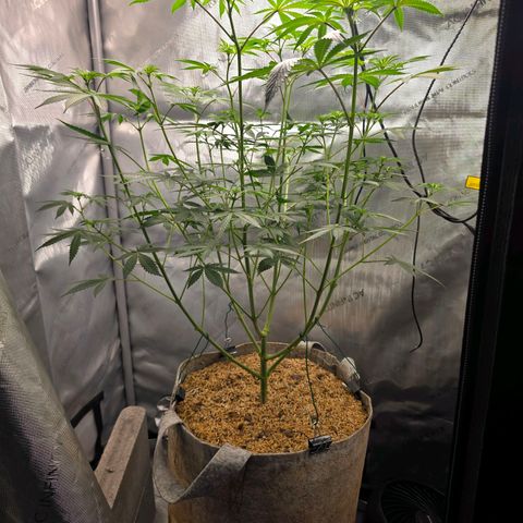 Cob's Copper Candy growlog timeline photo