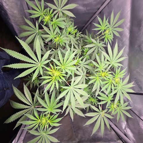 Cob's Copper Candy growlog timeline photo