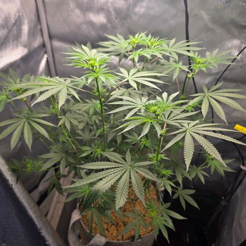 Cob's Copper Candy growlog timeline photo