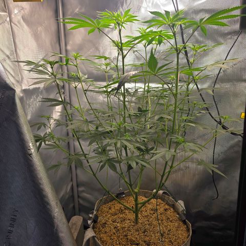 Cob's Copper Candy growlog timeline photo