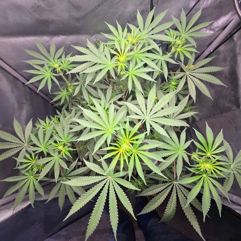 Cob's Copper Candy growlog timeline photo