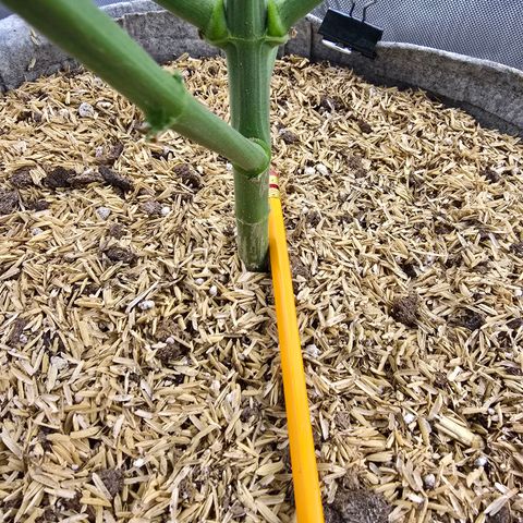 Cob's Copper Candy growlog timeline photo