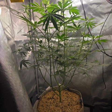 Cob's Copper Candy growlog timeline photo