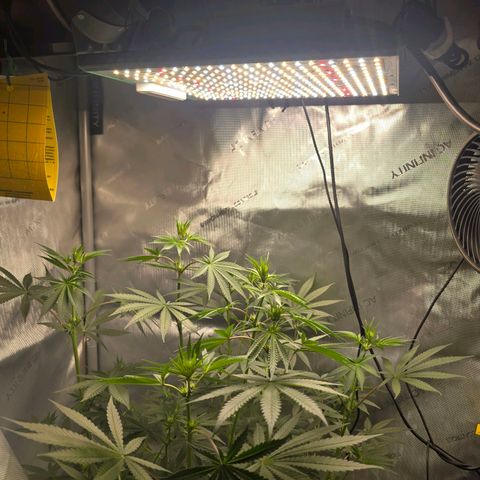 Cob's Copper Candy growlog timeline photo