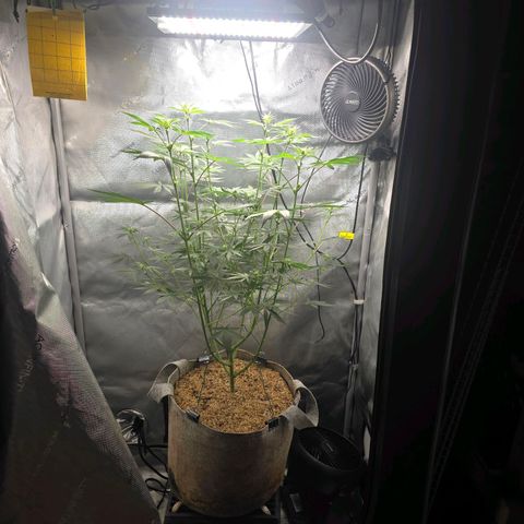 Cob's Copper Candy growlog timeline photo