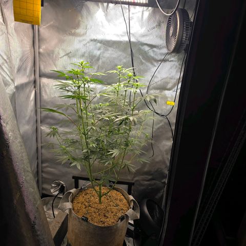 Cob's Copper Candy growlog timeline photo
