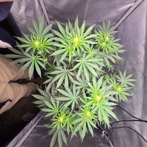 Cob's Copper Candy growlog timeline photo