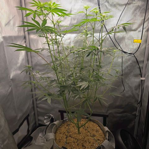 Cob's Copper Candy growlog timeline photo