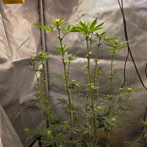 Cob's Copper Candy growlog timeline photo