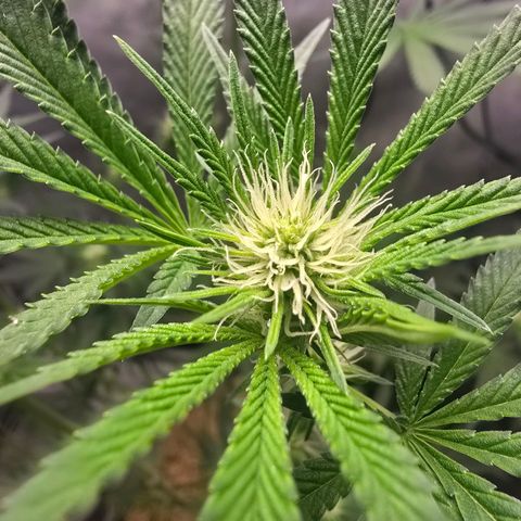 Cob's Copper Candy growlog timeline photo