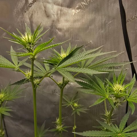 Cob's Copper Candy growlog timeline photo