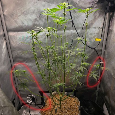 Cob's Copper Candy growlog timeline photo