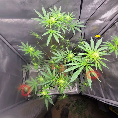 Cob's Copper Candy growlog timeline photo