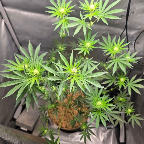 Cob's Copper Candy growlog timeline photo