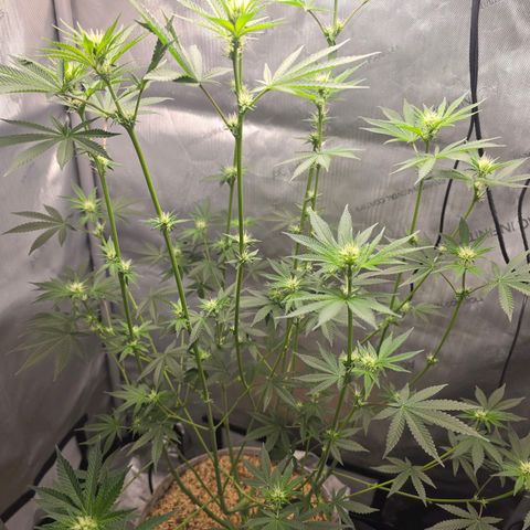 Cob's Copper Candy growlog timeline photo