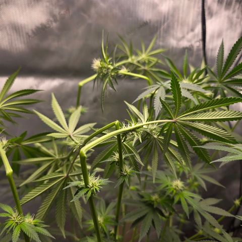 Cob's Copper Candy growlog timeline photo