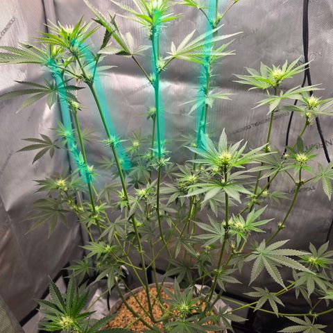 Cob's Copper Candy growlog timeline photo