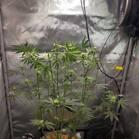 Cob's Copper Candy growlog timeline photo